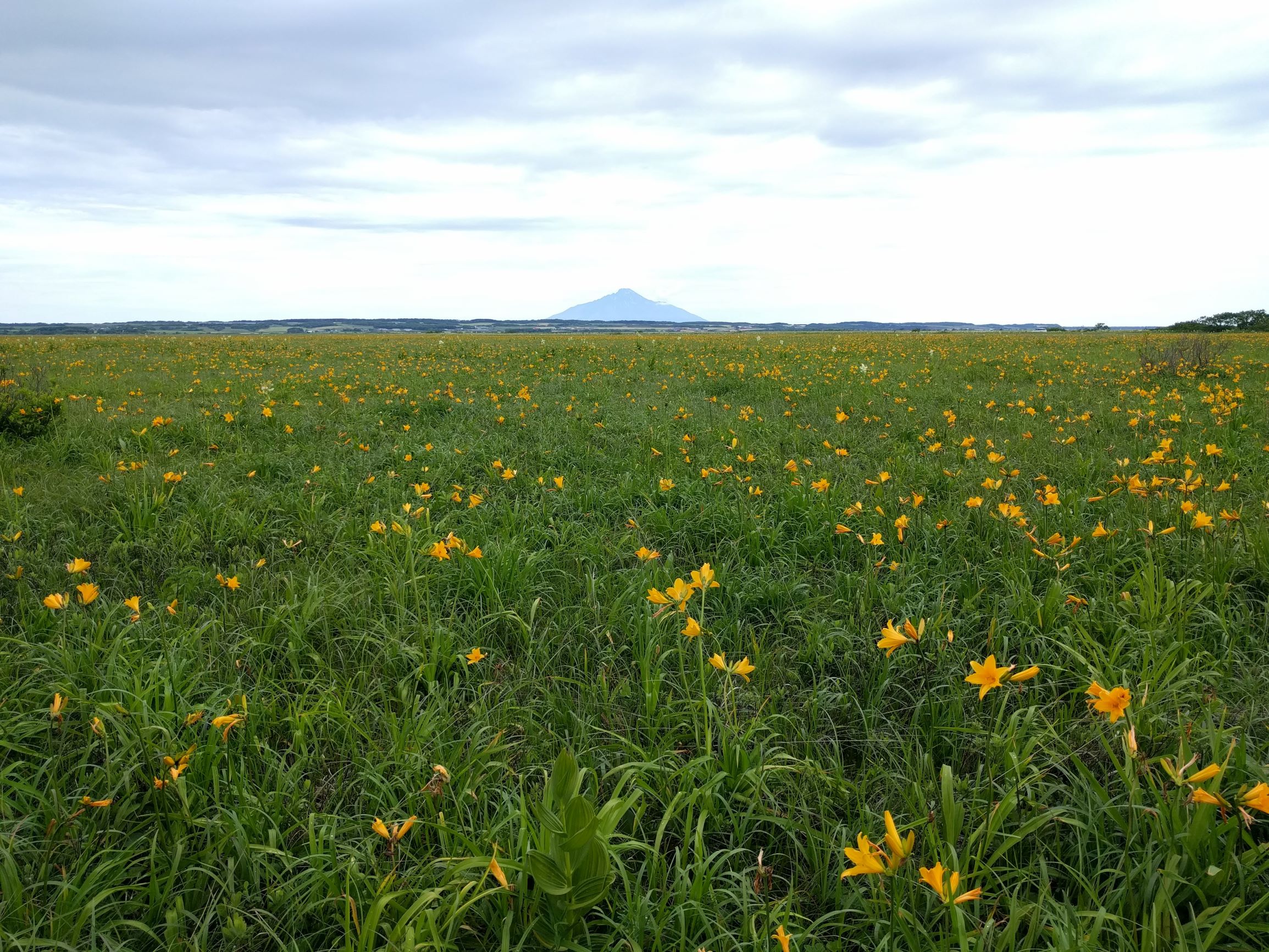 稚内サロベツ国立公園から利尻島(サロベツ湿原センターの遊歩道からの写真で、黄色い花はエゾカンゾウ)